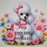 PD's Toy Poodles