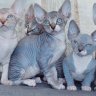 Miami Sphynx Boutique
