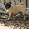 southernpugs