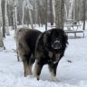 Kodiak Cookie Monster