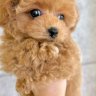 Rainbow Poodles