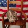 Tomlinson'sWCCatRescue