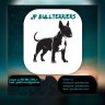 Jp Bullterriers