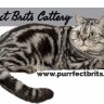 PurrfectBrits
