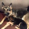 CentralTXGSD