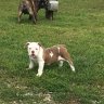 Bullie20