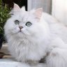 Darina