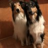 Collie Country