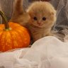 Hazel Muffin