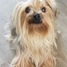 YorkiesSouthernOR