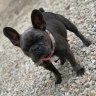805 Exotic Frenchies