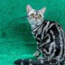 Yukoncatz