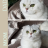 marquessacat