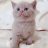 Kittens for sale