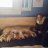 Faith Marie's Puppie's