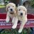Tucker’s Goldens