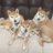 Spirited shibas