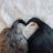 ForeversEdge_Doxies