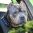 RainierBullyKennels