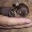 Arizona's Puppy Kingdom