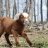EM’sGoats01