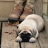 Mastiffs