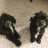 Poodles23