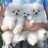 _southwestpups
