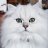 SilverChinPersian