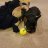 Perfect Puppies
