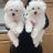 NashayPups