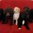 Ever After Poodles