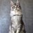 cattery Fire Stone