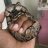 snakeforsale