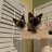 HHI Siamese