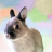 Bunniesforsale