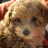 Cavapupp County Cavaliers
