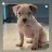 Rosetownkennels