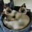 Palmetto Acres Siamese
