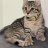 Polydactyldaddy