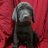 Myerslabpups