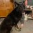fordsgermanshepherds