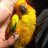 conure2705