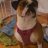 English Bulldog MaMa