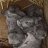 Lavoie’s Lops