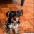 Ladys puppies