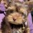 818Yorkies