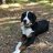 BJIPuppies