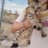 Faithful_felineExotics