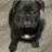 Cjs frenchies